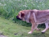 Filename=Dozy,1year4month.jpg
Filesize=47KiB
Dimensions=640x480
Date added=%391 %06, %2008 Dozy,1year4month.jpg