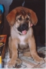 Filename=ELFA_3month.jpg
Filesize=28KiB
Dimensions=301x448
Date added=%346 %24, %2006 ELFA_3month.jpg