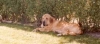 Filename=Escanear00034.jpg
Filesize=6KiB
Dimensions=270x121
Date added=%809 %13, %2007 Escanear00034.jpg