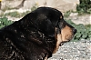 Filename=FURIA_DE_MACICANDU.jpg
Filesize=275KiB
Dimensions=1500x1001
Date added=%655 %19, %2019 FURIA_DE_MACICANDU.jpg