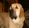 Filename=Feya_Glogow%7E0.jpg
Filesize=29KiB
Dimensions=476x454
Date added=%682 %16, %2006 Feya_Glogow%7E0.jpg