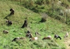 Filename=Fiona___Jocelyn_watching_over_their_herd.jpg
Filesize=294KiB
Dimensions=1201x860
Date added=%722 %04, %2016 Fiona___Jocelyn_watching_over_their_herd.jpg