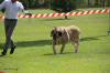 Filename=Fortuna_de_Hazas_de_Cesto_campeon_hembra.png
Filesize=1020KiB
Dimensions=900x600
Date added=%714 %18, %2018 Fortuna_de_Hazas_de_Cesto_campeon_hembra.png
