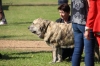 Filename=Galaxia_Tornado_Erben_cachorra_hembra.jpg
Filesize=87KiB
Dimensions=900x600
Date added=%514 %18, %2018 Galaxia_Tornado_Erben_cachorra_hembra.jpg