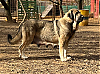 Filename=Garcia_SEGAR_DE_LAS_CANAS.jpg
Filesize=1882KiB
Dimensions=1140x847
Date added=%873 %20, %2022 Garcia_SEGAR_DE_LAS_CANAS.jpg