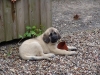 Filename=Gina_9weeks_%2B_3days.JPG
Filesize=210KiB
Dimensions=800x600
Date added=%992 %17, %2006 Gina_9weeks_%2B_3days.JPG