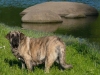 Filename=Ginny-Mastibe-(3).jpg
Filesize=70KiB
Dimensions=640x480
Date added=%899 %14, %2007 Ginny-Mastibe-(3).jpg