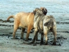 Filename=Ginny-a-Zula-(30).jpg
Filesize=49KiB
Dimensions=640x480
Date added=%392 %01, %2006 Ginny-a-Zula-(30).jpg