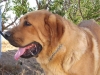 Filename=Giron2.jpg
Filesize=30KiB
Dimensions=360x270
Date added=%687 %11, %2006 Giron2.jpg