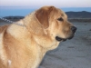 Filename=Giron7.jpg
Filesize=11KiB
Dimensions=288x216
Date added=%686 %11, %2006 Giron7.jpg