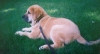Filename=Hannibalpup.jpg
Filesize=28KiB
Dimensions=640x346
Date added=%462 %21, %2006 Hannibalpup.jpg