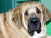 Filename=Headshot2.jpg
Filesize=12KiB
Dimensions=400x300
Date added=%041 %23, %2006 Headshot2.jpg