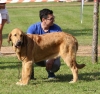 Filename=Hulla_de_la_Reguera_cachorro_hembra.jpg
Filesize=82KiB
Dimensions=632x600
Date added=%676 %18, %2018 Hulla_de_la_Reguera_cachorro_hembra.jpg