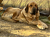 Filename=IMAN__SEGAR_DE_LAS_CANAS.jpg
Filesize=4155KiB
Dimensions=1782x1340
Date added=%873 %20, %2022 IMAN__SEGAR_DE_LAS_CANAS.jpg