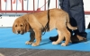 Filename=IMG-4786.jpg
Filesize=79KiB
Dimensions=1200x767
Date added=%341 %12, %2012 IMG-4786.jpg