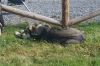 Filename=IMG_0355~0.jpg
Filesize=663KiB
Dimensions=1500x1000
Date added=%401 %07, %2017 IMG_0355~0.jpg
