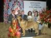 I_Exposicion_Nacional_Costa_Rica_2011.jpg