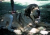 Filename=Image20.jpg
Filesize=57KiB
Dimensions=1000x714
Date added=%829 %21, %2010 Image20.jpg