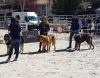 Filename=Jovenes_hembras2Cb.jpg
Filesize=130KiB
Dimensions=960x753
Date added=%841 %22, %2019 Jovenes_hembras2Cb.jpg