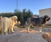 Filename=Julieta_de_TDO_y_Thera_de_Cerro_del_Viento.jpg
Filesize=53KiB
Dimensions=750x626
Date added=%959 %22, %2019 Julieta_de_TDO_y_Thera_de_Cerro_del_Viento.jpg