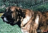 Filename=Kempes2C1983.jpg
Filesize=27KiB
Dimensions=400x276
Date added=%948 %08, %2021 Kempes2C1983.jpg