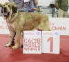 Filename=Koko_del_Dharmapuri_Campionessa_del_mondo_2015.jpg
Filesize=75KiB
Dimensions=960x868
Date added=%877 %28, %2016 Koko_del_Dharmapuri_Campionessa_del_mondo_2015.jpg