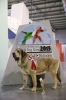 Filename=Koko_del_Dharmapuri_world_winner_BOS_2015.jpg
Filesize=71KiB
Dimensions=640x960
Date added=%878 %28, %2016 Koko_del_Dharmapuri_world_winner_BOS_2015.jpg