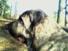 Filename=Kuva_40.jpg
Filesize=4KiB
Dimensions=160x120
Date added=%765 %09, %2007 Kuva_40.jpg