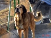 Filename=LEON-2008.jpg
Filesize=32KiB
Dimensions=600x450
Date added=%816 %02, %2008 LEON-2008.jpg