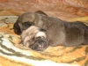 Filename=L_females-6d,0.jpg
Filesize=67KiB
Dimensions=800x600
Date added=%707 %04, %2008 L_females-6d,0.jpg
