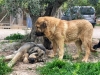 Filename=Leon_de_Gutpardo.jpg
Filesize=134KiB
Dimensions=960x726
Date added=%959 %22, %2019 Leon_de_Gutpardo.jpg