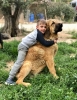 Filename=Leon_de_Gutpardo___.jpg
Filesize=111KiB
Dimensions=748x960
Date added=%959 %22, %2019 Leon_de_Gutpardo___.jpg
