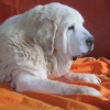 Filename=Leona_del_Dharmapuri_casi_14_años.jpg
Filesize=82KiB
Dimensions=960x960
Date added=%892 %28, %2016 Leona_del_Dharmapuri_casi_14_años.jpg