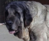 Filename=Linda_de_Katillune--.jpg
Filesize=25KiB
Dimensions=470x396
Date added=%835 %07, %2015 Linda_de_Katillune--.jpg