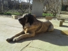 Filename=Linda_de_Katillune.jpg
Filesize=184KiB
Dimensions=960x720
Date added=%836 %07, %2015 Linda_de_Katillune.jpg
