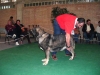 Filename=Lola-Danca-Cotufa.jpg
Filesize=39KiB
Dimensions=640x480
Date added=%717 %27, %2006 Lola-Danca-Cotufa.jpg