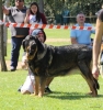 Filename=Lolo_de_Parameras_Alcarrias_intermedia_macho.jpg
Filesize=65KiB
Dimensions=567x600
Date added=%827 %18, %2018 Lolo_de_Parameras_Alcarrias_intermedia_macho.jpg