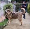 Filename=Luca---.jpg
Filesize=168KiB
Dimensions=960x937
Date added=%790 %29, %2019 Luca---.jpg