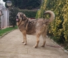 Filename=Luca_-.jpg
Filesize=153KiB
Dimensions=960x822
Date added=%790 %29, %2019 Luca_-.jpg