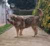Filename=Luca_1.jpg
Filesize=158KiB
Dimensions=960x895
Date added=%790 %29, %2019 Luca_1.jpg