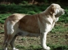 Filename=Luchana.jpg
Filesize=60KiB
Dimensions=709x518
Date added=%464 %29, %2006 Luchana.jpg
