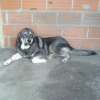 Filename=Lupo_del_Macarenu_con_6_m.jpg
Filesize=37KiB
Dimensions=572x572
Date added=%807 %07, %2015 Lupo_del_Macarenu_con_6_m.jpg