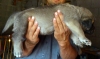Filename=MACHO.jpg
Filesize=42KiB
Dimensions=1000x595
Date added=%708 %26, %2011 MACHO.jpg