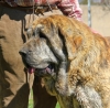 Filename=MADRUGA_I_DE_LOS_ZUMBOS.jpg
Filesize=172KiB
Dimensions=960x942
Date added=%923 %23, %2019 MADRUGA_I_DE_LOS_ZUMBOS.jpg