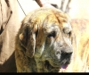 Filename=MADRUGA_I_DE_LOS_ZUMBOS__-.jpg
Filesize=107KiB
Dimensions=960x814
Date added=%923 %23, %2019 MADRUGA_I_DE_LOS_ZUMBOS__-.jpg