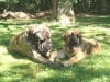 Filename=MASTIFFS%20,IGGY,ROBERTO1.jpg
Filesize=172KiB
Dimensions=480x360
Date added=%793 %03, %2007 MASTIFFS%20,IGGY,ROBERTO1.jpg