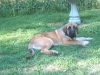Filename=MASTIFFS%20,IGGY,ROBERTO3.jpg
Filesize=163KiB
Dimensions=480x360
Date added=%793 %03, %2007 MASTIFFS%20,IGGY,ROBERTO3.jpg