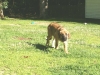 Filename=MASTIFFS%20,IGGY,ROBERTO4.jpg
Filesize=157KiB
Dimensions=480x360
Date added=%792 %03, %2007 MASTIFFS%20,IGGY,ROBERTO4.jpg