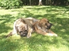 Filename=MASTIFFS%20,IGGY,ROBERTO5.jpg
Filesize=175KiB
Dimensions=480x360
Date added=%791 %03, %2007 MASTIFFS%20,IGGY,ROBERTO5.jpg