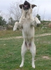 Filename=MASTIN_-_3~0.jpg
Filesize=44KiB
Dimensions=299x408
Date added=%788 %31, %2009 MASTIN_-_3~0.jpg